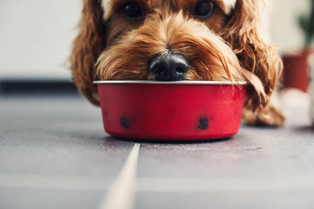 grain free dog food 